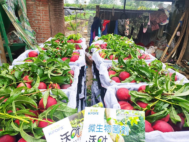 桃樹用什么肥料好？且看這篇！