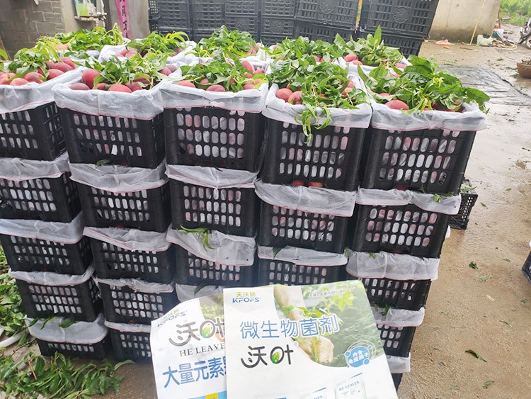 桃樹用什么肥料好？且看這篇！