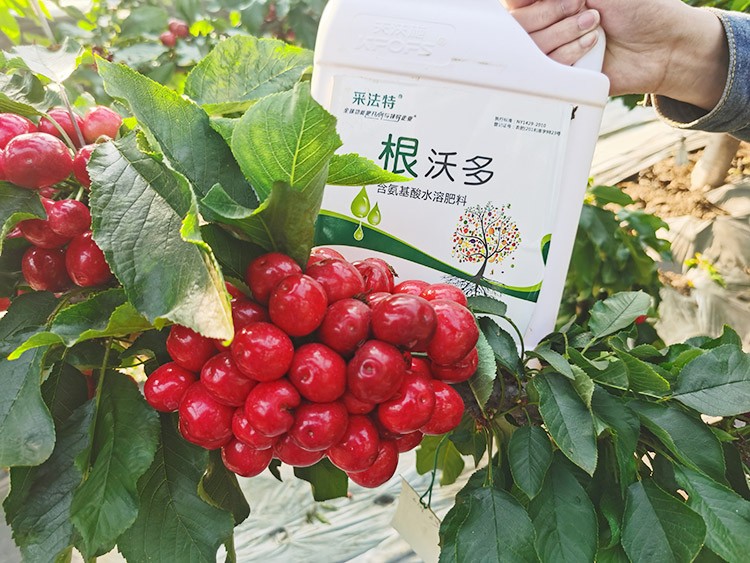 大櫻桃水溶肥廠家哪家好？這樣的才更可靠！