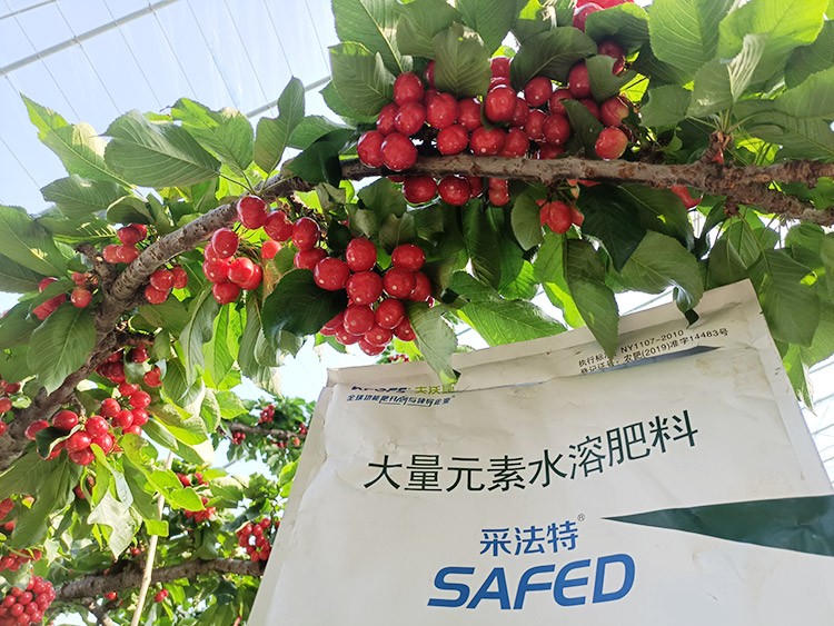 大櫻桃水溶肥廠家哪家好？這樣的才更可靠！