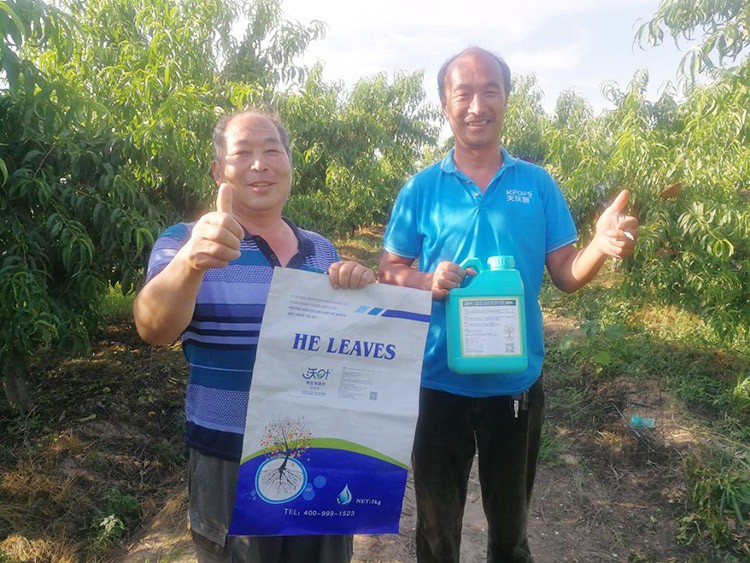 桃樹根腐不可怕，怕的是不用水溶肥治療！