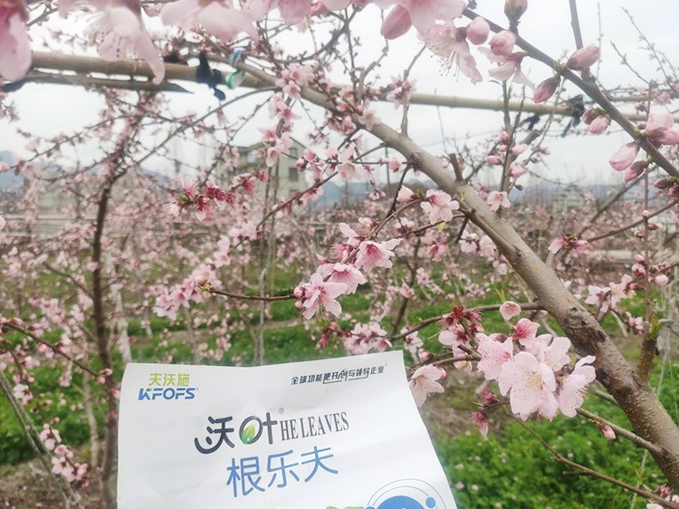 桃樹根腐不可怕，怕的是不用水溶肥治療！