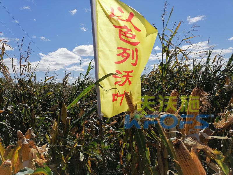玉米打什么葉面肥增產(chǎn)？解你所惑！