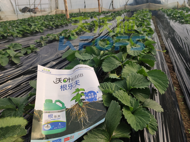 草莓結(jié)果的時候要施什么肥？別再用錯了！