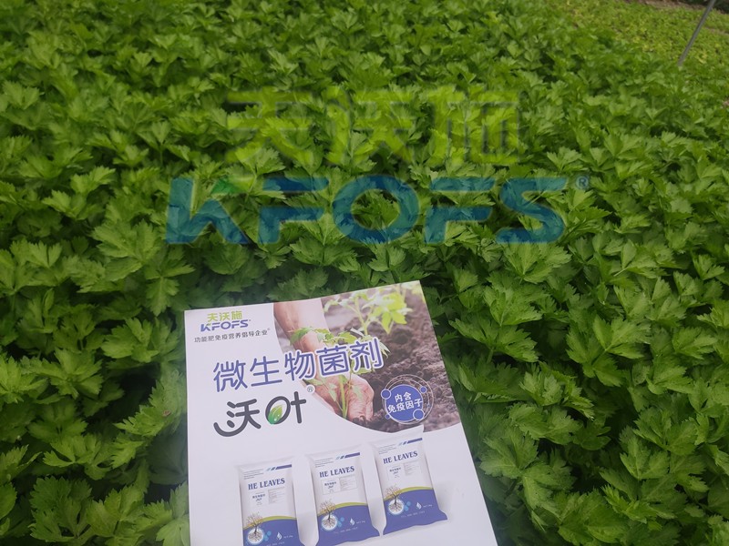 芹菜用什么肥料長的快？菜農(nóng)推薦這款！