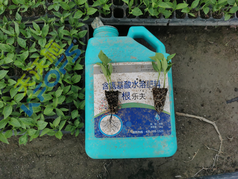 水溶肥料-沃葉根樂(lè)夫生根劑辣椒.png