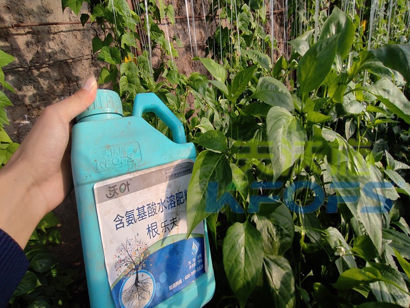 生根水溶肥哪種的好？