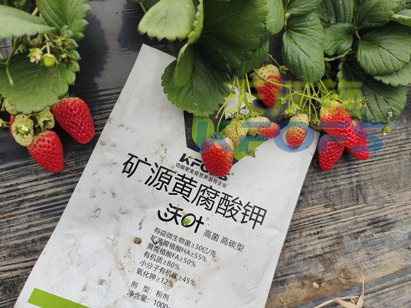 水溶肥廠家，為什么種植戶都信賴夫沃施？