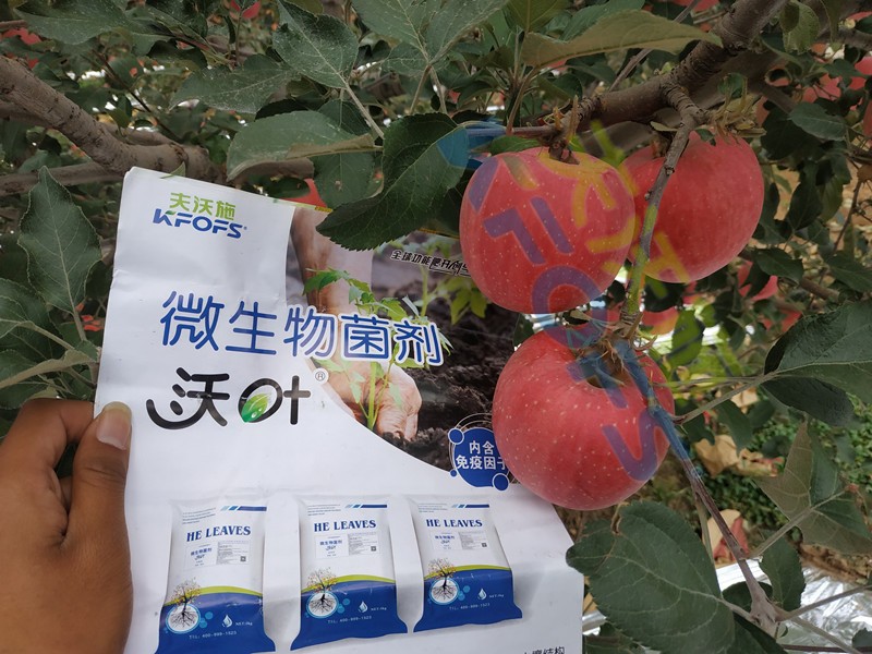 微生物菌劑，作物豐收的關(guān)鍵所在！