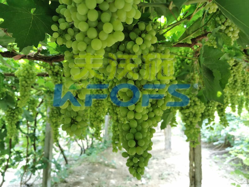磷酸二氫鉀什么牌子是正宗的？