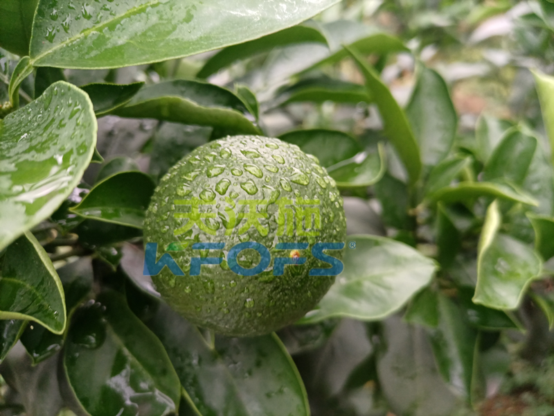 氨基酸葉面肥，你還不知道這個(gè)牌子嗎？