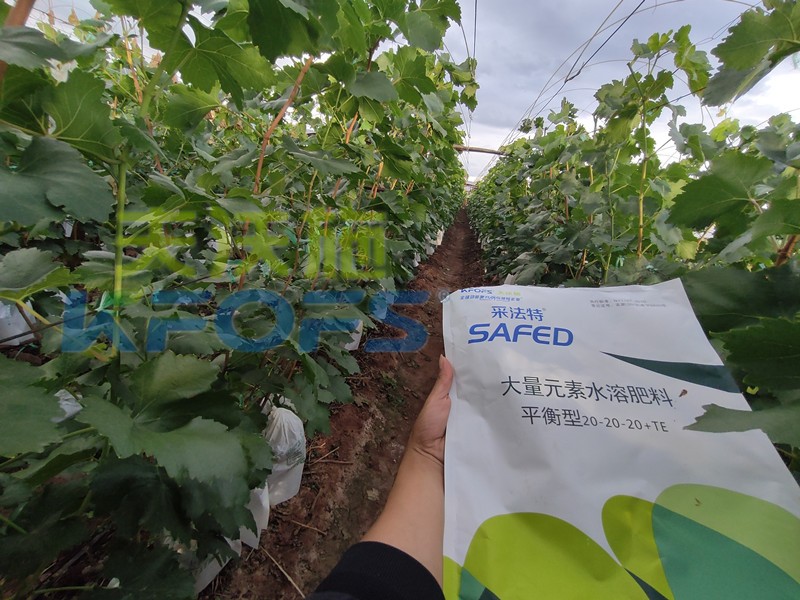 如何選擇靠譜的水溶肥廠家？很重要！