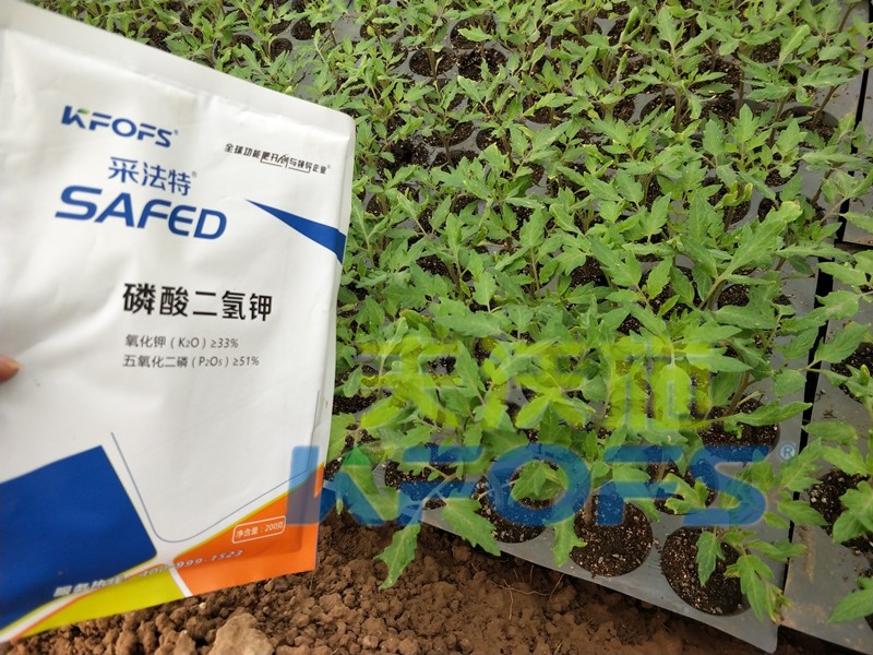 磷酸二氫鉀-辣椒用采法特磷酸二氫鉀.jpg