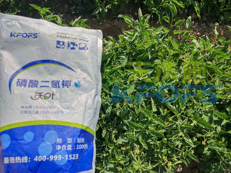 番茄控旺用磷酸二氫鉀效果好嗎？