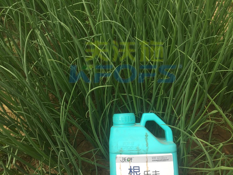 大蔥用什么水溶肥長得高？