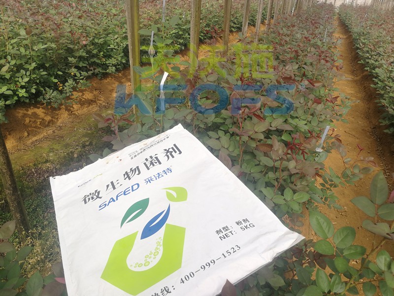 玫瑰水溶肥哪家好？問問基地老板就知道