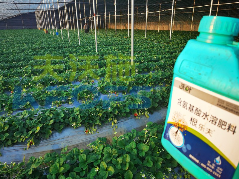 水溶肥怎樣施用能解決草莓肥害？