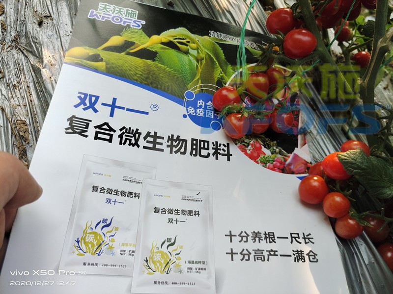 復(fù)合微生物肥料-番茄用雙十一復(fù)合微生物肥料效果.jpg