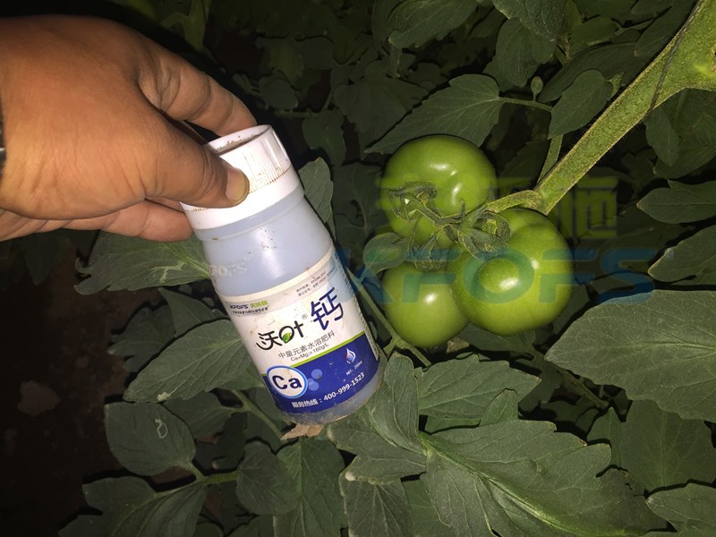 水溶肥怎么用能讓番茄膨果好？