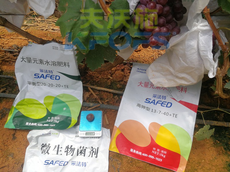 水溶肥這樣用，葡萄提前上市產(chǎn)量高！