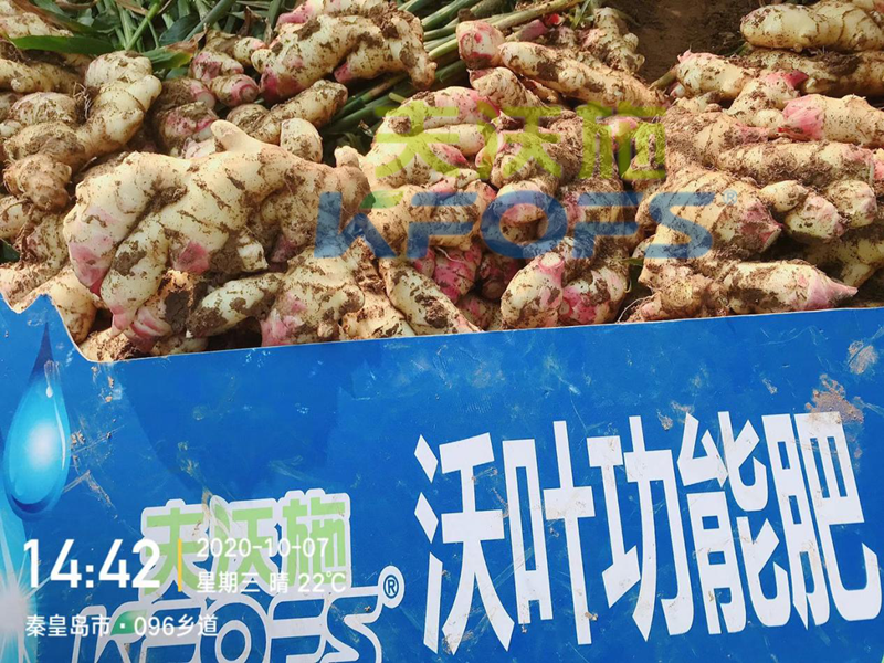水溶肥-大姜用沃葉水溶肥效果1.png