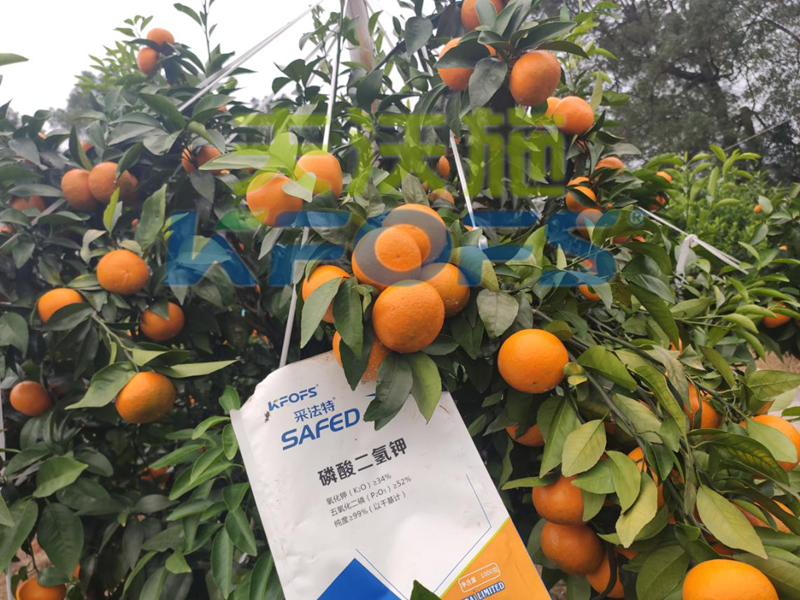 冷凍來襲，水溶肥在柑橘上的防凍措施，不看虧大了！
