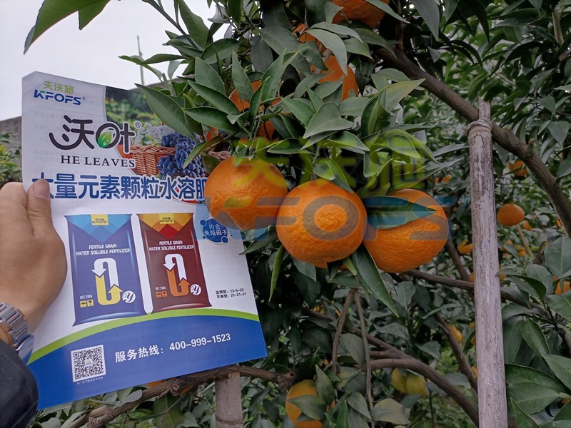 柑橘水溶肥哪個(gè)牌子好？這款獲稱贊