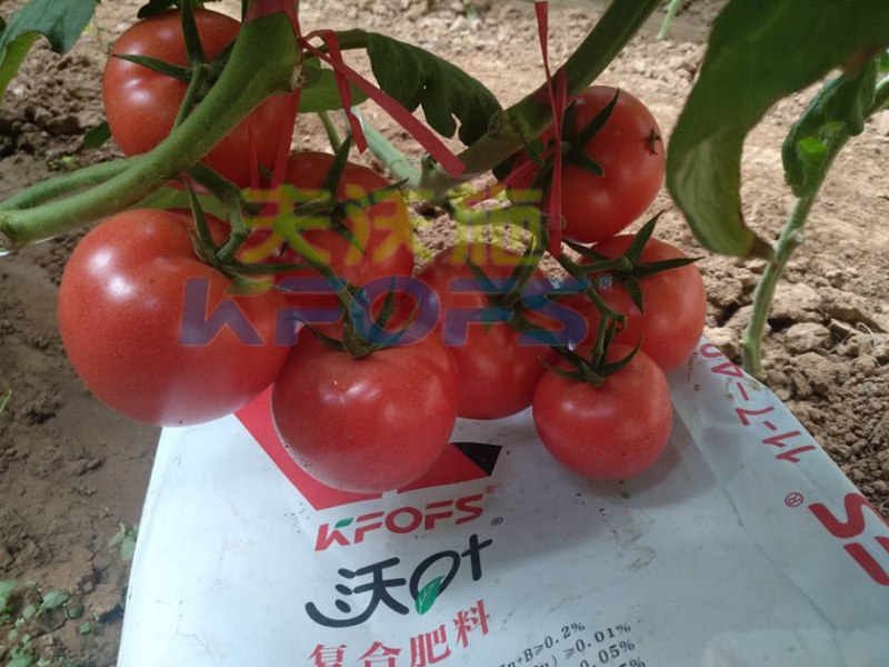蔬菜使用水溶肥能提前上市？用對肥很重要