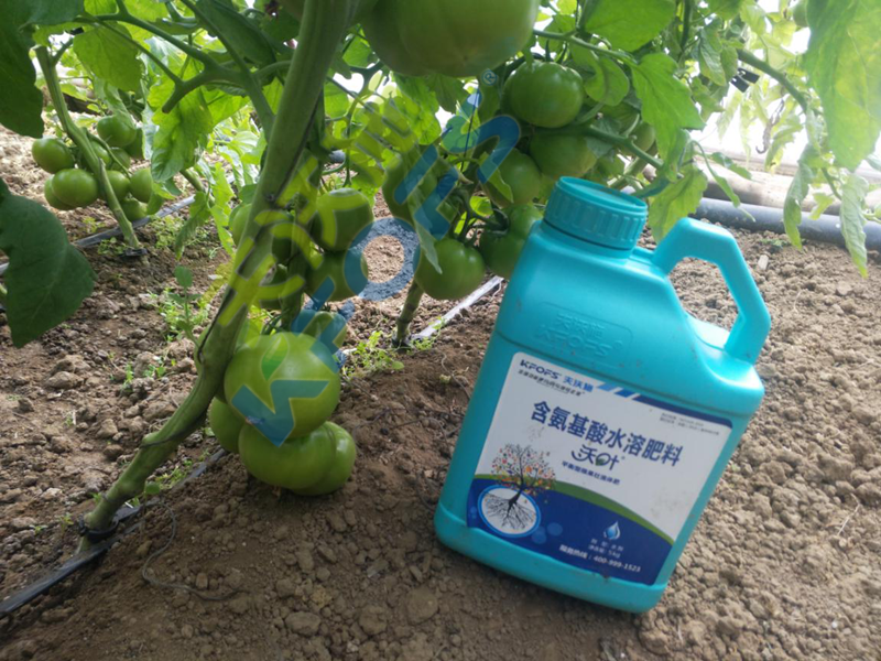 大棚蔬菜冬季用什么肥？