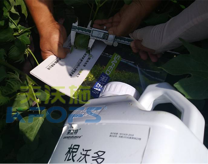 什么水溶肥能提高作物的抗寒能力？