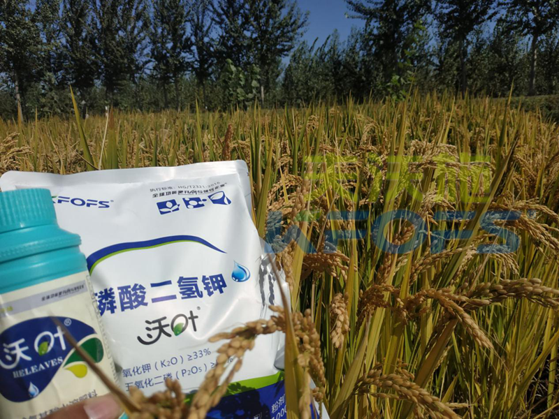 葉面肥-水稻用沃葉葉面肥、二氫鉀效果.png
