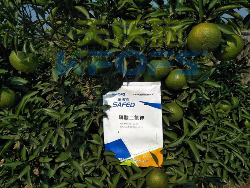 采法特水溶肥教你，冬季如何防治果樹凍害