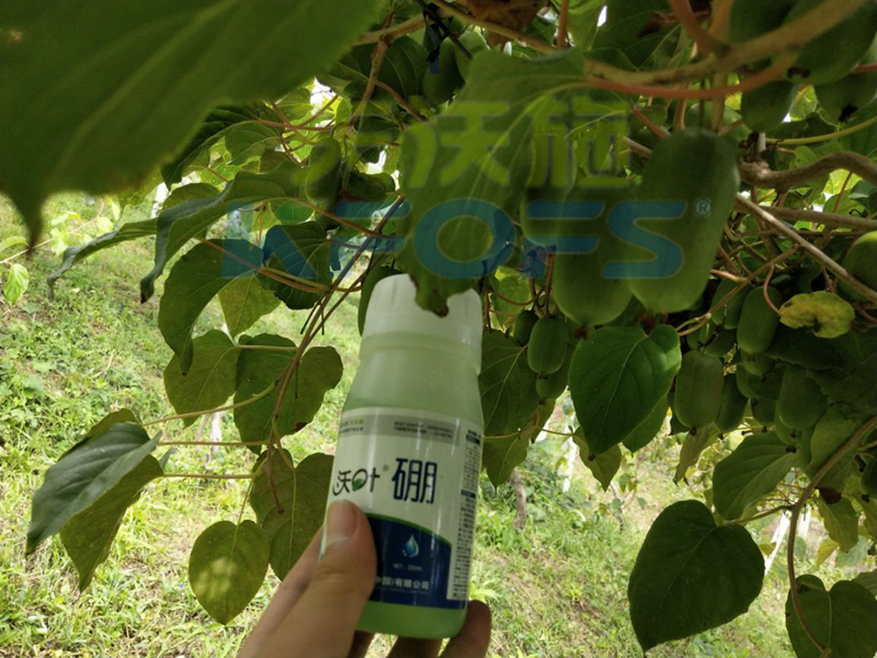 給農(nóng)作物施用硼肥需要注意什么？