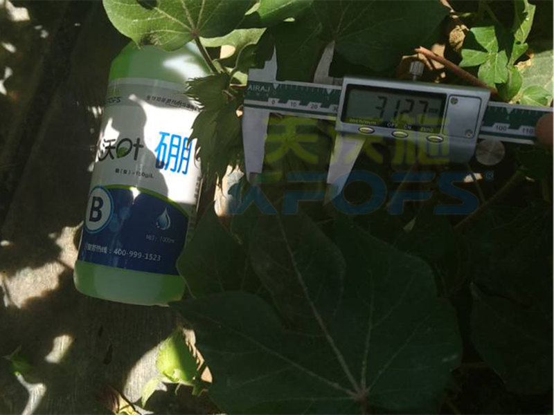 硼肥對植物生長主要有哪些作用？