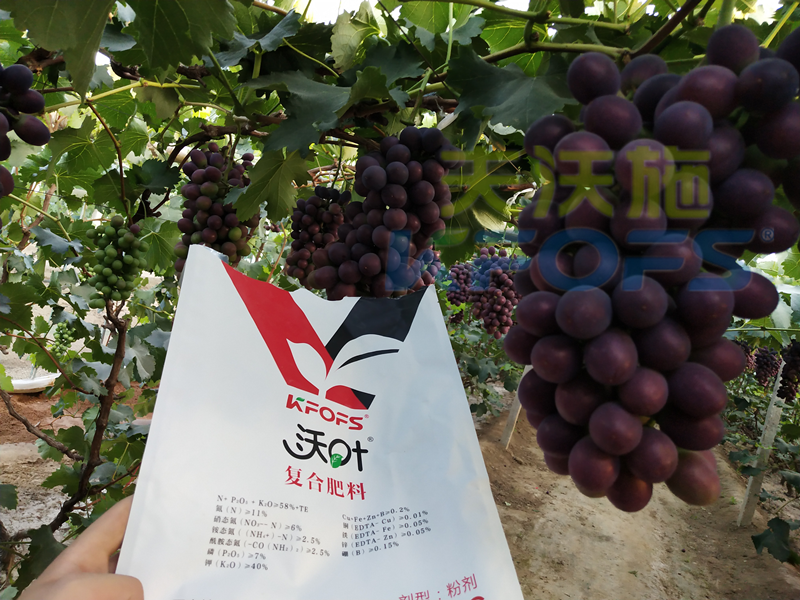 進口肥-葡萄使用沃葉粉劑大量元素水溶肥效果.png