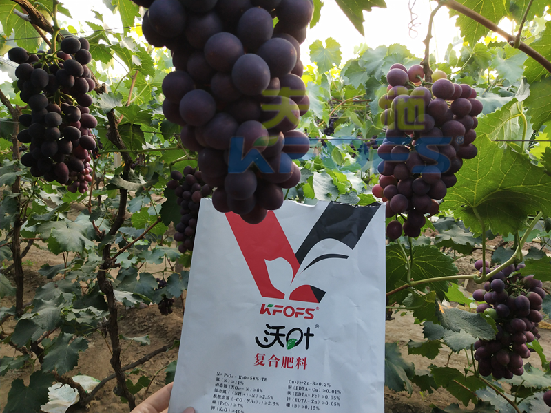 進口肥-葡萄使用沃葉粉劑大量元素水溶肥效果.png