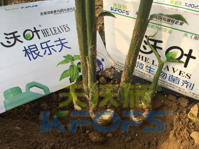 水溶肥怎么用效果好，大姜如何使用
