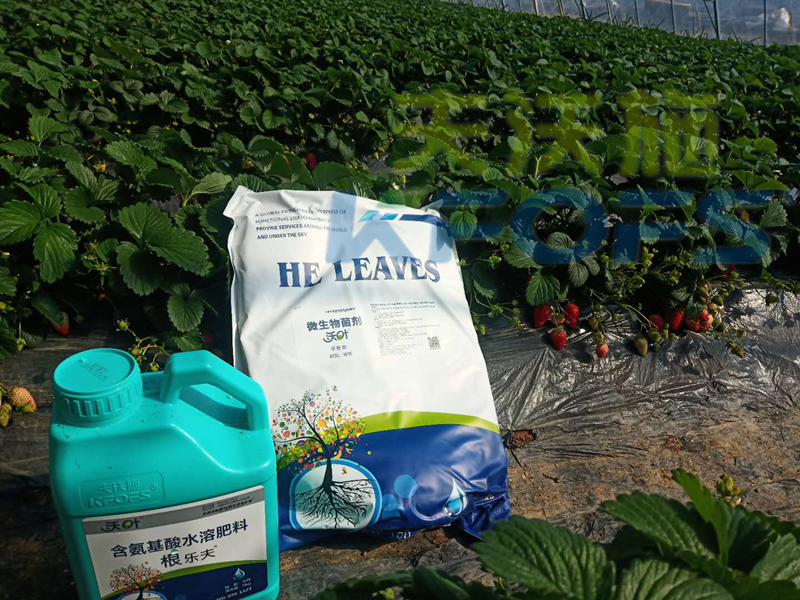 水溶肥-草莓使用沃葉菌劑+根樂(lè)夫效果.png