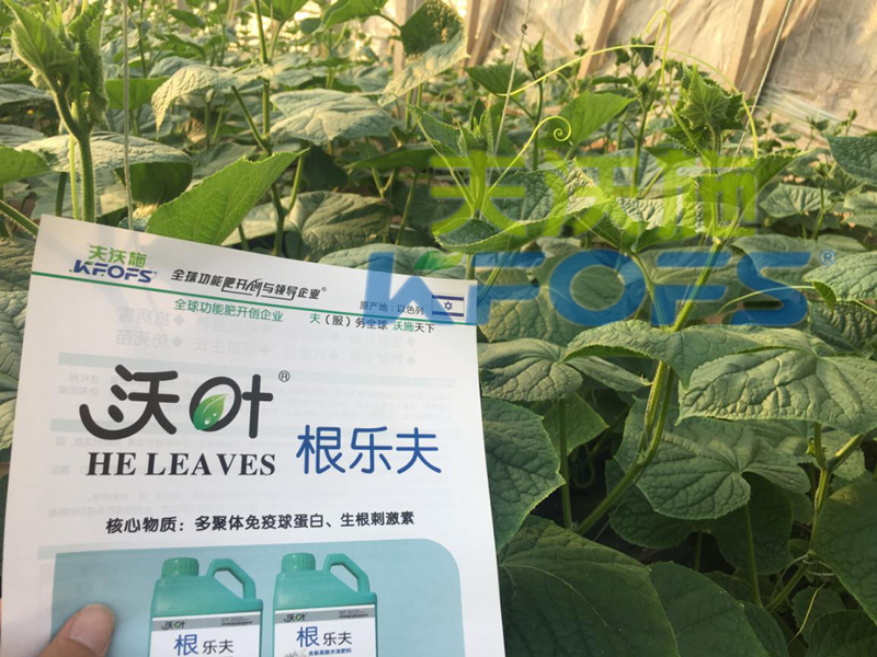 生根劑用多了燒根嗎？