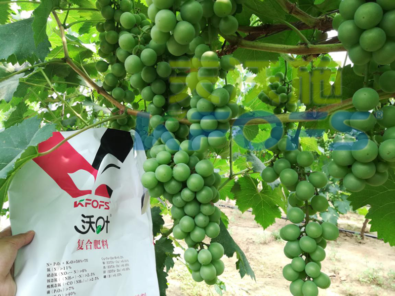水溶肥哪個(gè)品牌好？來(lái)看看種植戶怎么說(shuō)！