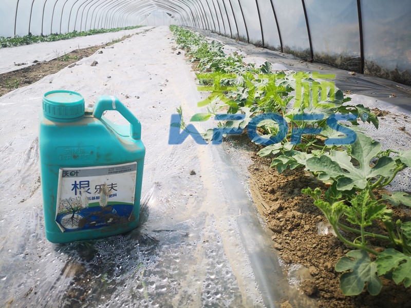 生根劑-西瓜使用沃葉根樂(lè)夫生根劑效果1.jpg