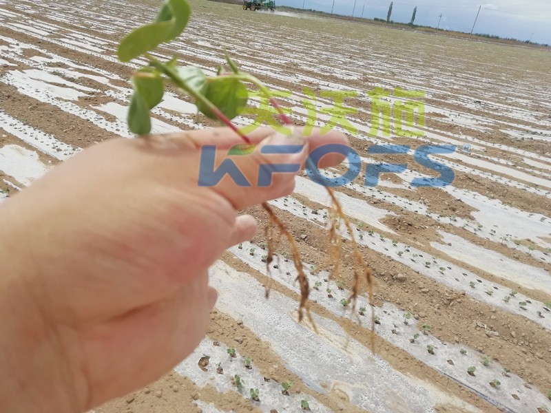 水溶肥哪個品牌好？種植戶是這樣說的