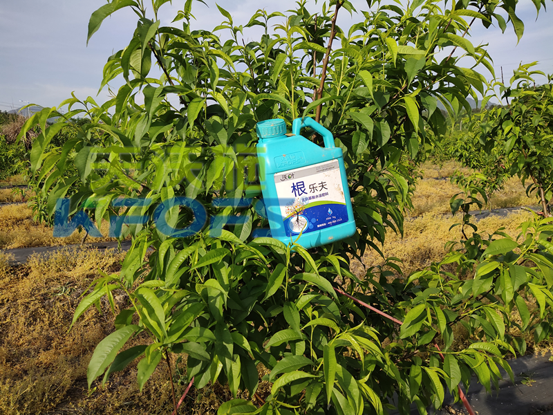 生根劑-桃樹用沃葉根樂(lè)夫生根劑效果.png