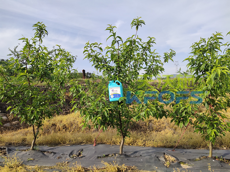 生根劑-桃樹用沃葉根樂(lè)夫生根劑效果1.png