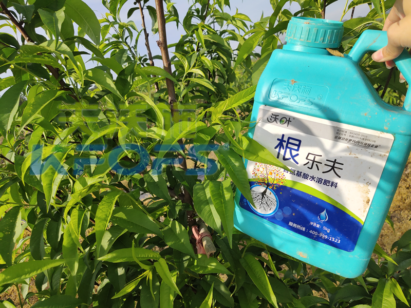 生根劑-桃樹用沃葉根樂(lè)夫生根劑效果2.png
