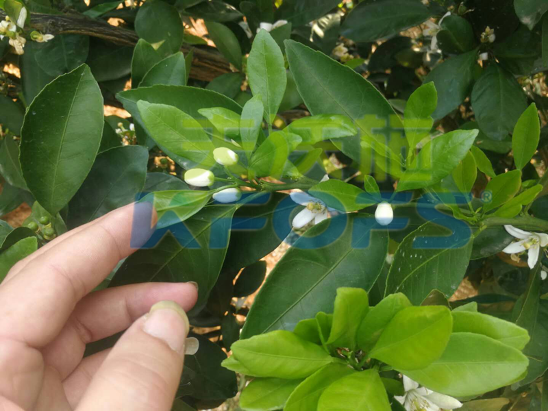 果樹?；ū９~面肥如何選擇