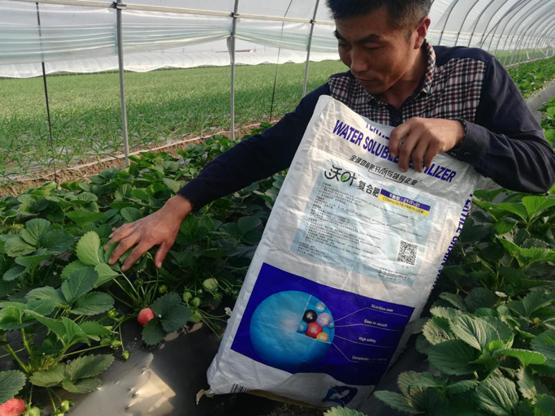 草莓用什么肥料好？沃葉水溶肥怎么樣？
