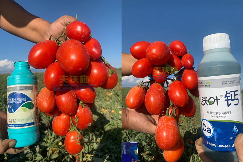 西紅柿水溶肥怎么用？哪家的好？