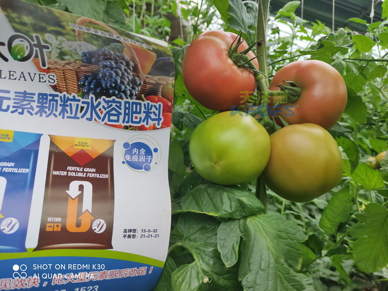 西紅柿果實(shí)膨大快用什么肥料？且聽(tīng)種植者怎么說(shuō)！