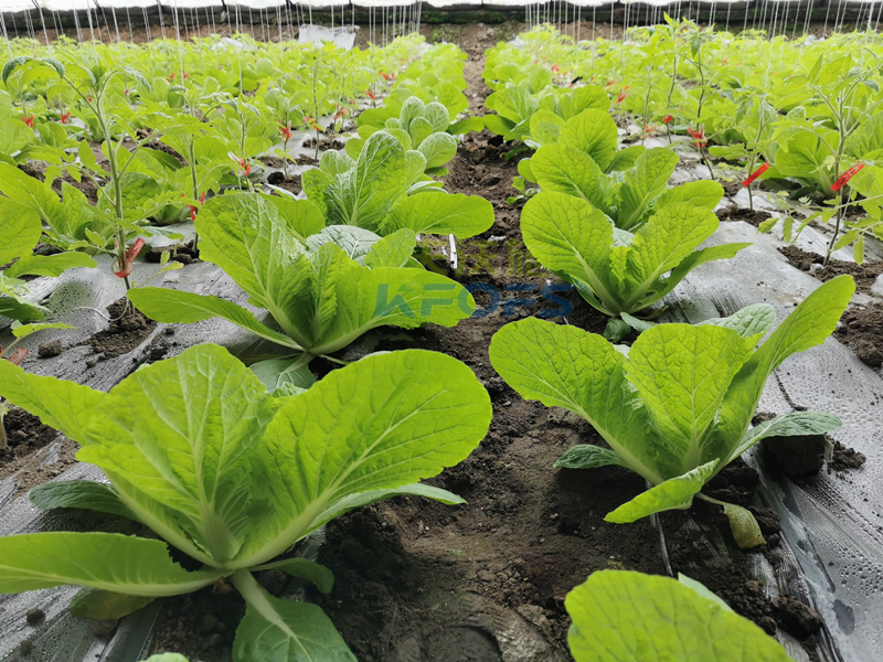 白菜施肥用什么肥料？種植大戶的經(jīng)驗(yàn)！